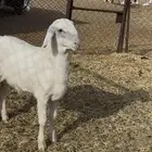 مشورع فحل