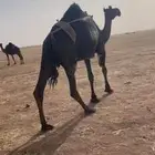 ابل