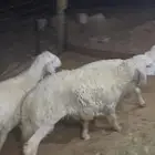 طليان حري
