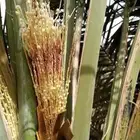 نخيل للبيع فحول