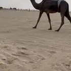 عشرا مجهم للتواصل     الموقع الشرقيه . يبرين