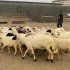 ضان ولد