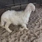 خروف نجدي عيسي ابيض مشروع فحل فاخر