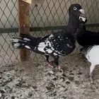 طيره شكالي
