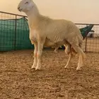جذع مشروط صنف