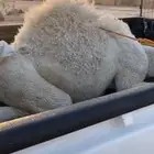 قعود كفو فل شحن