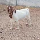 تيس بورقت للبيع