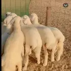 بهم رخال مقني