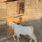 السلام عليكم تيس مشروط ضرب