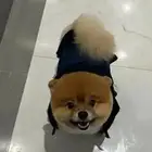 احتاج كلب مثل ذا انثى او ذكر تبني بدون رسوم بصحه كويسه