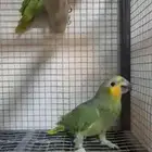 زوج امازوني