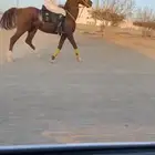 خيل