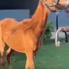 مهرة شعبية شقراء