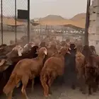 طليان سواكني حمري. 80 راس مرابي