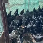 عشة حمام ودجاج بياض