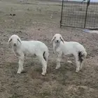 دواغير