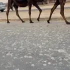 لقحه مجهم مجاهيم لقاح مقاريب وصفون طيبه