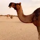 ناقه حمرا كفو