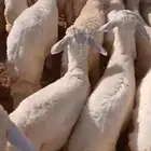 بهم