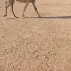 للبيع الشقحا الثنيه الكفو