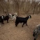 غنم للبيع