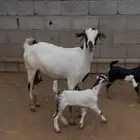 عنز فاخرة منتوج