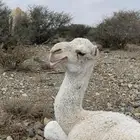 قعود