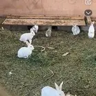 الرانب