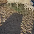 حريات رغايث