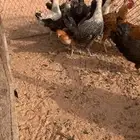 دجاج بشاير