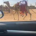 رحول ابل طوع