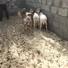 خرفان برابر