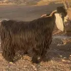 فحل عارضي نادر