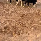 رخال نجد صنف