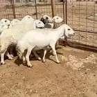 حريات اشباب حصيب