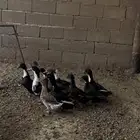 للبيع بط شرشر