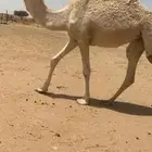 بكار البيع كفو