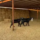 جذعات مشروكات مقنوي