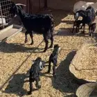 معزا 10 فيه 4 خلفات معها 7 و 6 جذعات دفيع صح شر ديوس شرط