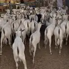 تيوس بحاره