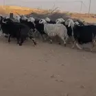 للبيع غنم نجد العدد 44