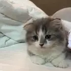 قطه سكوتش أنثى للبيع ب 900