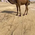 صفرا حقه دلما بكره