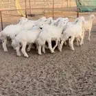 حري خرفان العدد 17. بهم طيب