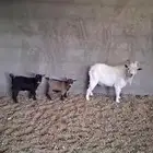 جفرتين وتيس للبيع