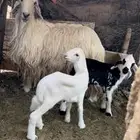 شاة نجديه معها رخل وخروف سنه سديس وتوه مسدس وسلم
