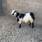 للبيع تيس ثني كفو فل نضيف