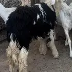 بهم حري نجدي نعيم
