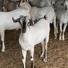 تيوس. مستورده. مجارده. خلف الرايه. متوفر تابي وتمارا