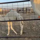 خلفه مصغرا وضحا حليبها كنه السكر